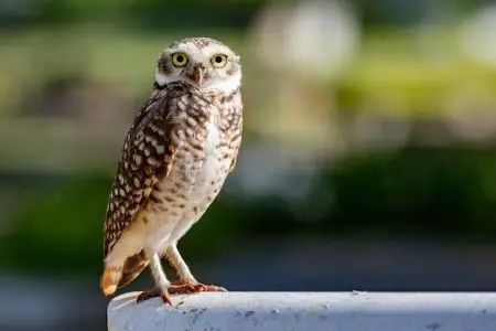 What is a burrowing owls favorite food? - Birdful