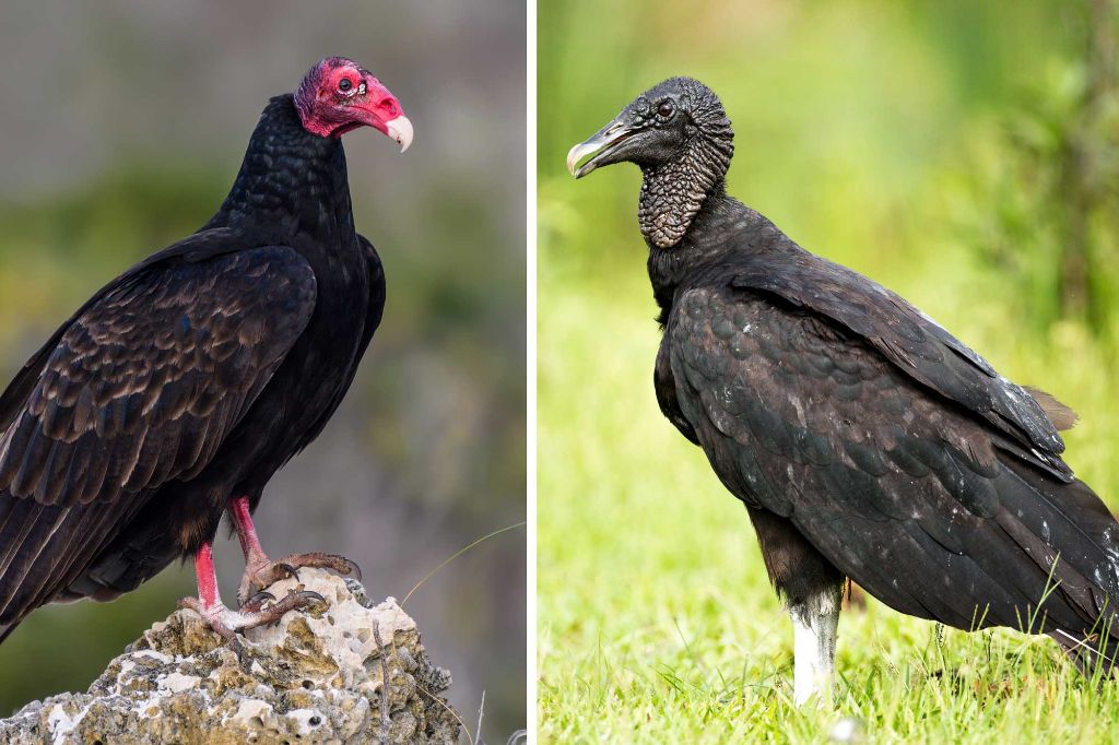 What is the difference between Turkey Vultures and black vultures ...